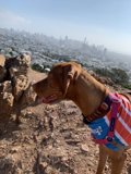 Adventure Dog