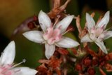 A Close Up of White Flowers in the Huntington Gardens