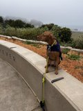 Man's Best Friend Takes a Break