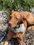 Stylish Canine in Bodega Bay