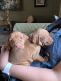 Puppy Love on the Couch