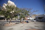 Urban Tree in Winter
