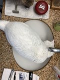 The Curious Cat in the Sink