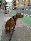 Patient Pup