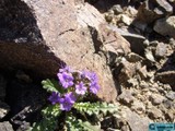 Purple Flower Emerging Beautifully from Rocky Terrain