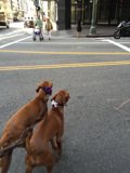Two Dogs on a Tarmac Road