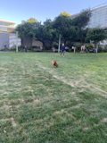 Running Free in San Francisco