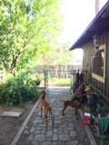 Two Canine Companions in a Picturesque Garden Setting