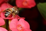 Striped Insect on a Geranium Flower