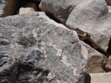 The Rock-Sitting Animal
