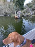 Canine Contemplation by the Stow Lake