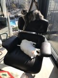 Feline Lounge