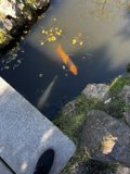 Tranquility in Motion