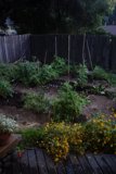 Serene Backyard Garden