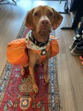 Stylish Pups on the Go