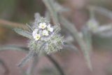 Delicate Geranium in Winter