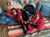 Cozy Canine on a San Francisco Sofa