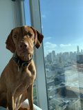 City Pup