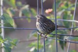 A Stint on the Wire - Solitude of a Sparrow