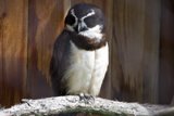 Enigmatic Beauty of the SF Zoo: Owl Encounter
