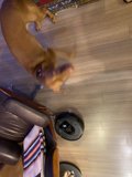 Paws on Planks