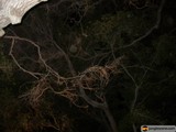 Night Perch