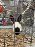 Curious Encounter at the Shelter