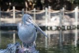 Pelican perched on log near water