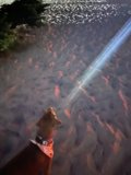 Canine Contemplates the Cosmos