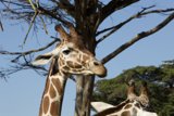 Elegance in Duality: A Serene Moment at SF Zoo