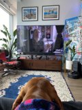 A Canine Companion in a Stylish Living Room