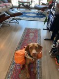 Backpacking Pooch