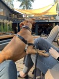 Lap Dog Love