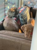 Furry Friends Take a Nap on the Couch
