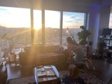 Cozy Living Room with Furry Companion