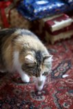 Christmas Cat Walk