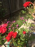 The Beauty of Red Rose Potpourri