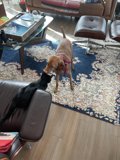 Furry Friends in the Living Room