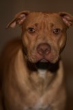 Big Head, Big Nose