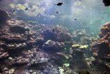 Stunning Sea Life at Cal Science Center Aquarium