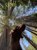 In Awe of the Redwoods