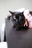 Isabella the Fashionable Feline
