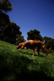 Graceful Canine Encounter at Delores Park, 2023