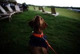 Stylish Pooch in Napa Valley