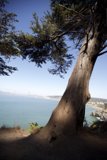 Overhead View of Majestic Eucalyptus Tree and Sparkling Waters