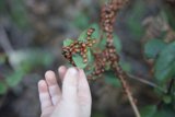 Tiny Explorers on a Leafy Adventure