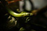 Serpentine Beauty at the California Academy of Sciences