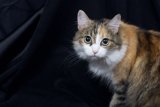 Calico Beauty