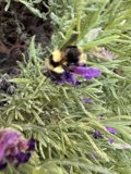 Busy Bumblebee Bliss