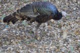 Majestic Wanderer of Carmel Valley